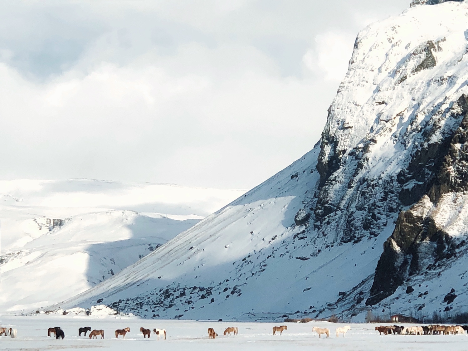Icelandic Horses and Ponies by Willabelle Ong